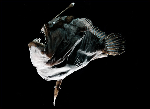 Melanocetus, using a light lure that grows from its head, lures fish into  its mouth armed with terrible teeth, while it remains hidden in the  darkness of the ocean depths on Craiyon