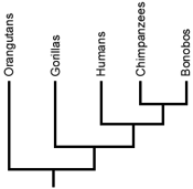 Why Evolution Has No Goal  Crucial Considerations - a science