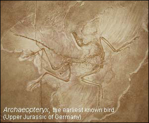 Photo of Archaeopteryx fossil from Germany.