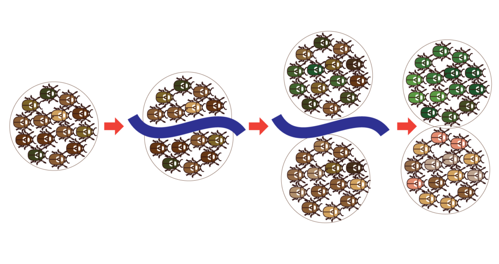 From left to right: A population of brown beetles; the population is split by an event causing geographic isolation; the separated populations grow in size and after some time one population has mixed green and brown beetles; after some more time one population is entirely green, the other entirely brown.