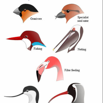 assignment term 3 evolution by natural selection