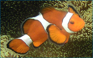 Gender-bending fish - Understanding Evolution