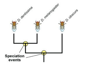 A drosophila phylogeny showing two speciation events. Drosophila species from left to right are D. dentissima, D. melanogaster, and D. obscura.