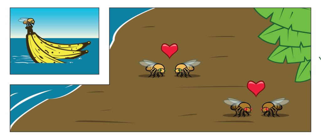 Both the yellow and brown drosophila pairs are on the shore of the brown island. In the upper left corner is a miniature illustration of a bunch of bananas floating in the water with a yellow drosophila sitting on top of it.