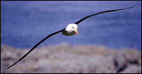 Photograph of an albatross flying.