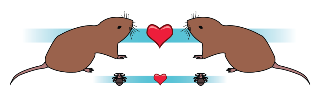Two gophers with a blue line in the background connecting them, a red heart in the middle. Below them are two lice, again a blue line in the background connecting them and a red heart between them.