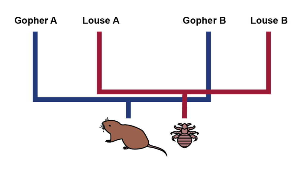 Phylogeny shows that when gophers become isolated, their lice do as well.