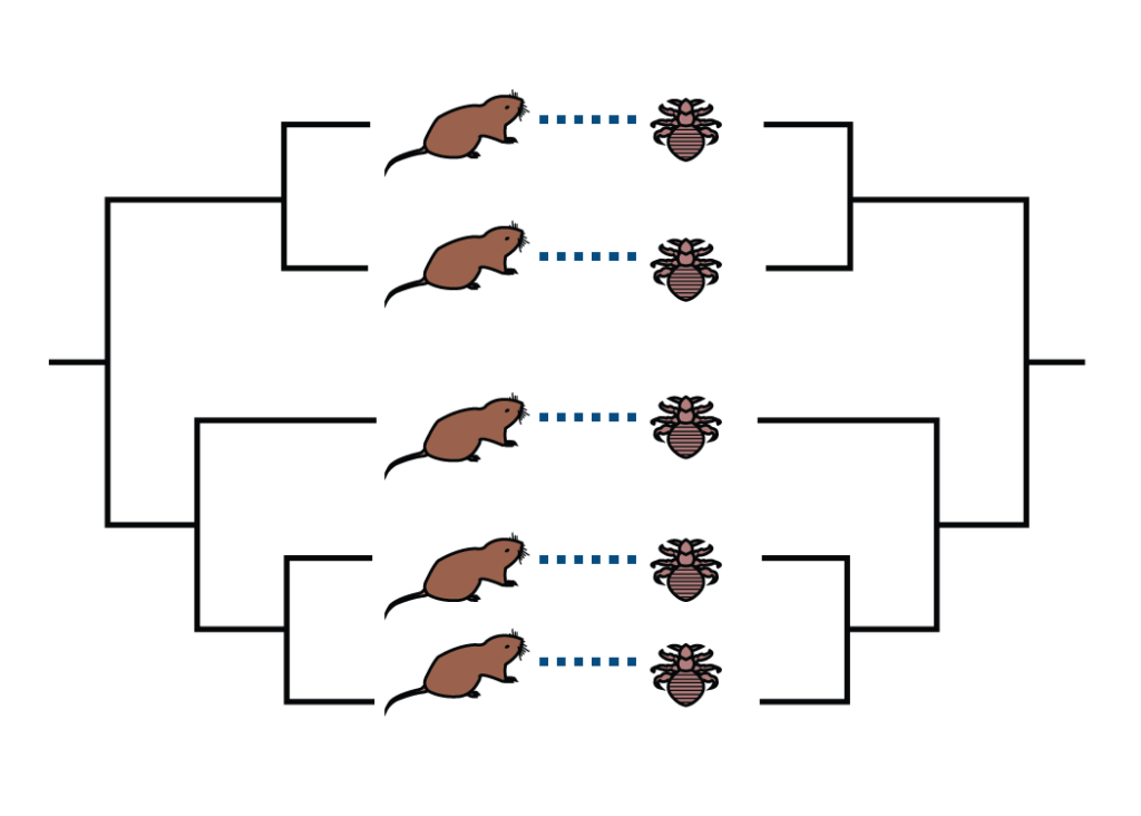 Parallel gopher and lice phylogenies.