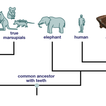 Smilodon and Thylacosmilus independently evolved saber teeth.