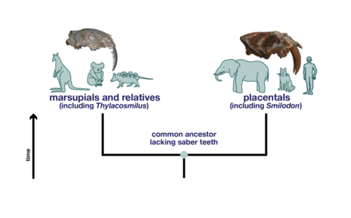 The ancestor of marsupials and placentals did not have saber teeth