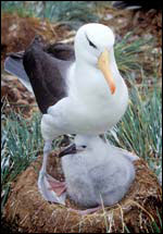 Photo of an albatross with its baby in a nest.