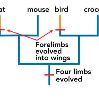 hypothesis biology picture