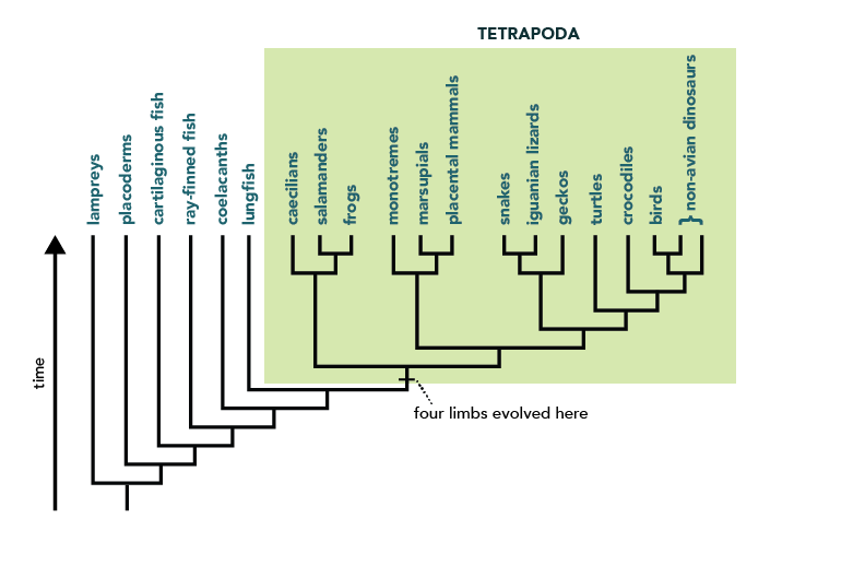 phylogenetic tree vertebrates