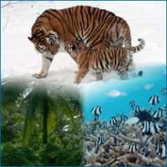 Two tigers in the snow, a forest and underwater ocean scene with black and white fish.