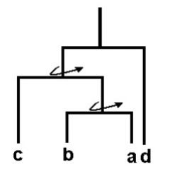 essay on teaching evolution