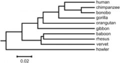 essay on teaching evolution