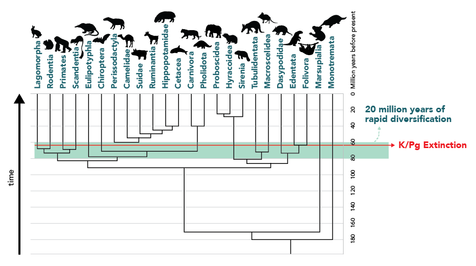 The Role Of Mass Extinction In Evolution Understanding Evolution