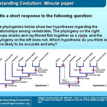 essay on teaching evolution