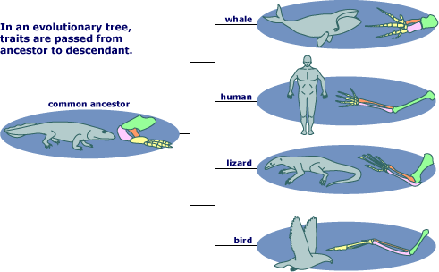 Homologous tetrapod limbs (4 of 6)