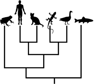 simple evolutionary tree