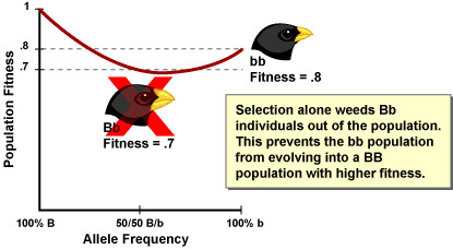 genetic drift pictures