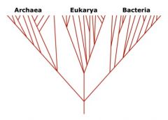 essay on teaching evolution