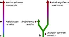 make a presentation on human evolution