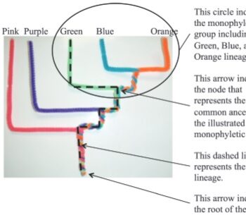 Pipe cleaners used to make evolutionary tree