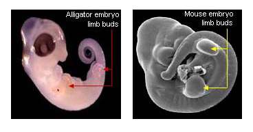 Alligator and mouse embryos showing positions of limb buds