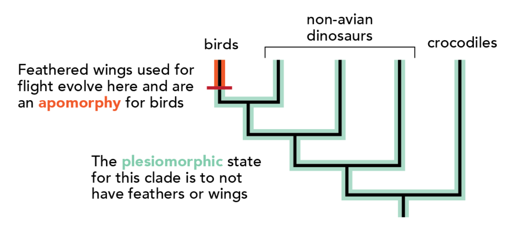 Feathered wings used for flight are an apomorphy for birds