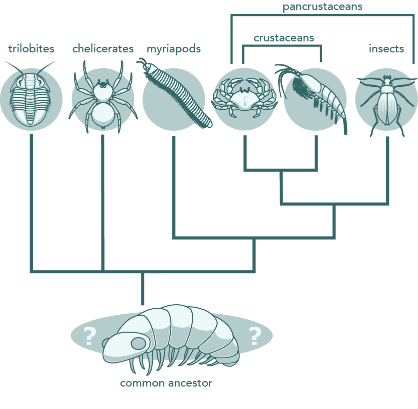 arthropod phylogeny