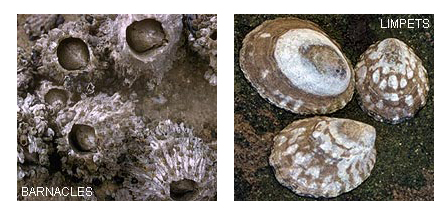 Barnacles and limpets look similar.