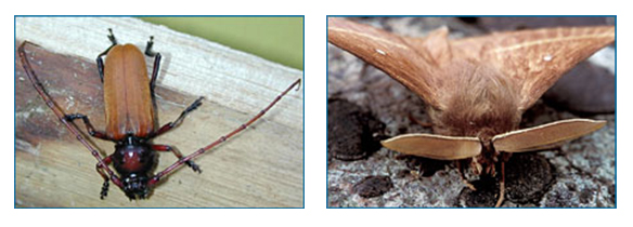 A beetle with long segmented antennae and a moth with feathery antennae.