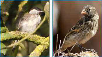  Split image of the Central European blackcap on the left and Galapagos ground finch on the right.