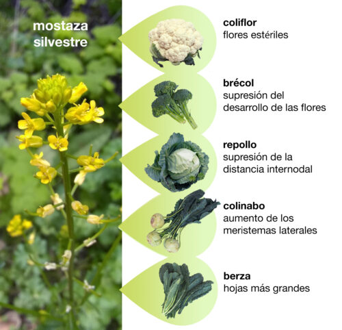Shows varius cultivated crops which were artificially selected for from wild mustard. To the left is a wild mustard plant. To the right is cauliflower (selected for sterility of flowers), broccoli (selected for suppression of flower development), cabbage (selected for suppression of internode length), kohlrabi (selected for enhancement of lateral meristem), and kale (selected for enlargement of leaves).