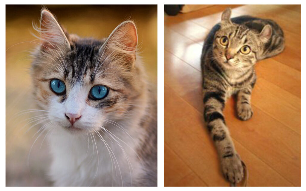 Cat with normal ears and cat with curled ears.