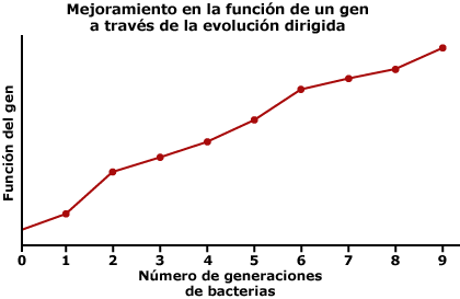 Graph showing the improvement in gene function via directed evolution. Y-axis shows gene function, x-axis shows number of generations of bacteria. As the number of generations of bacteria increases, so does gene function. 