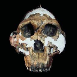 early hominid skull