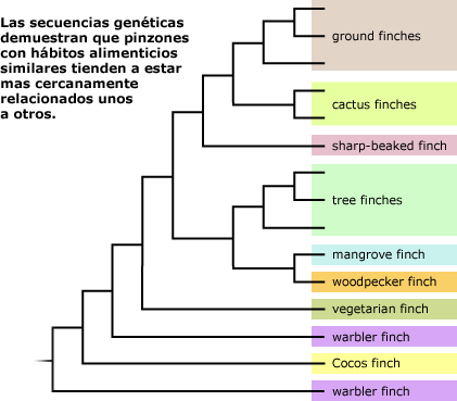 Evolutionary tree: Genetic sequences show that finches with similar feeding approaches tend to be closely related to one another. 
