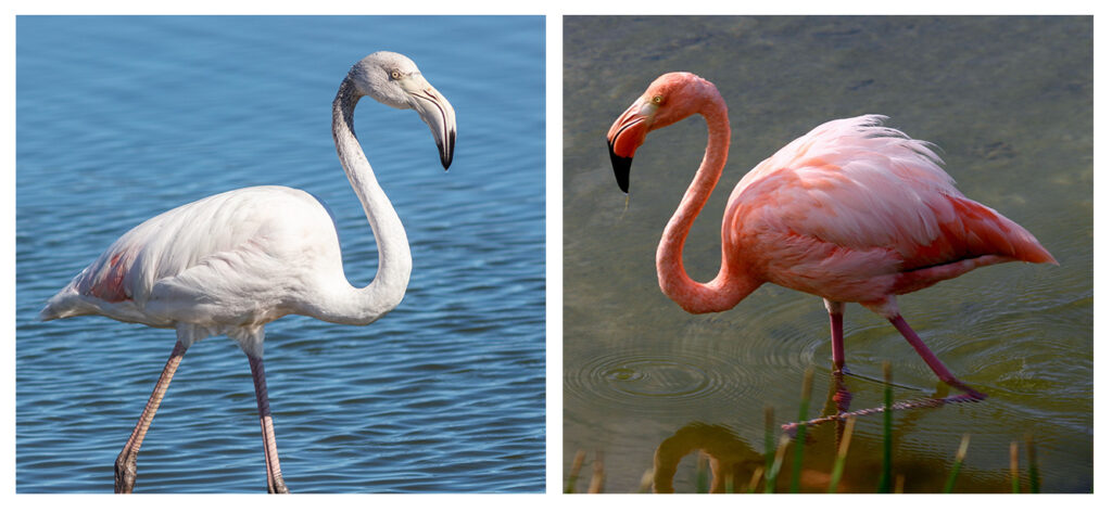 Two flamingos: one mostly white and one pink