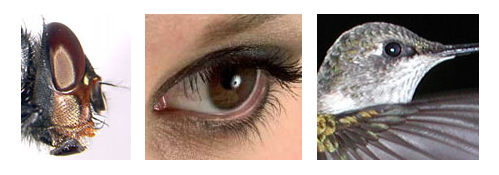 The eyes of flies, humans, and hummingbirds all appear to be quite different.