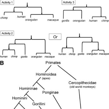cladogram of primates