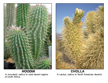 Hoodia and cholla are both succulent plants with lots of sharp thorns.
