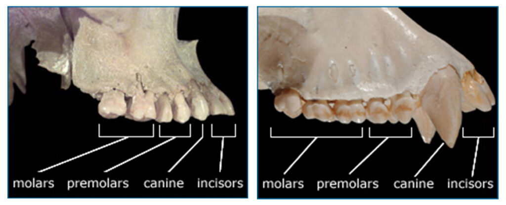 Human upper jaw and chimpanzee upper jaw.