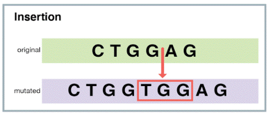 Mutation 2 Of 4 Insertion Understanding Evolution