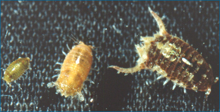 Male isopods of the same species. The smallest isopod is on te left, the largest on the right. 
