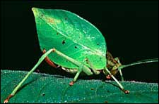 A side-facing image of a katydid, which looks like a leaf with six legs and antennae.