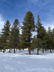 Lodgpole pines