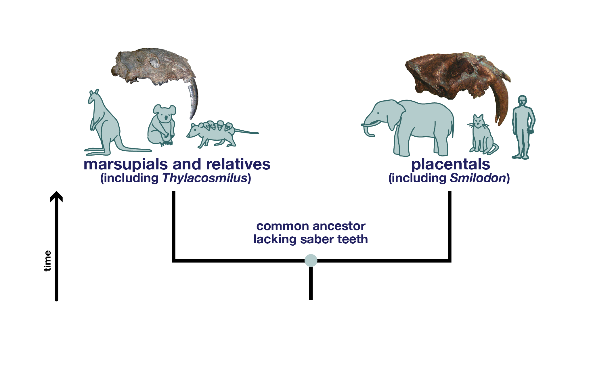 Convergent Evolution - Understanding Evolution