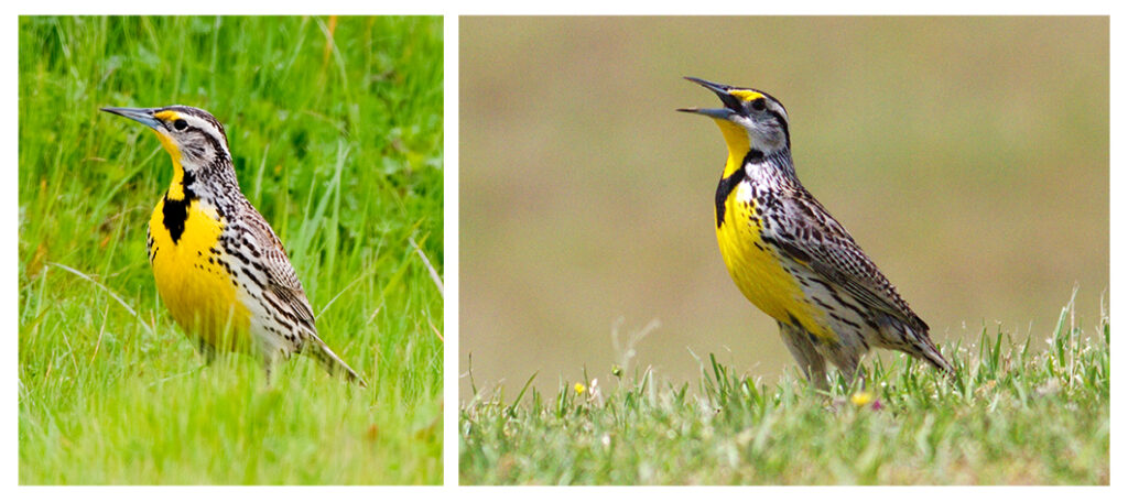 Two meadowlarks of different species, with similar appearances. Both have yellow and black markings.